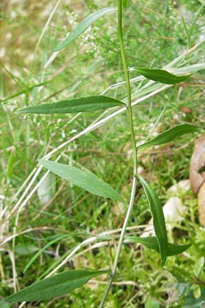 Campanula baumgartenii \ Lanzettblttrige Glockenblume / Lanceolate-Leafed Bellflower, D Annweiler 11.8.2011