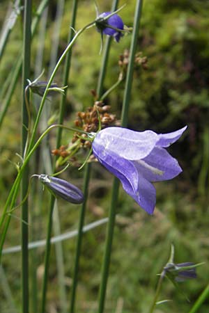 Campanula baumgartenii \ Lanzettblttrige Glockenblume / Lanceolate-Leafed Bellflower, D Annweiler 11.8.2011