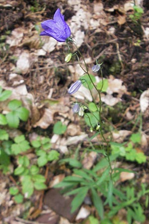 Campanula baumgartenii \ Lanzettblttrige Glockenblume / Lanceolate-Leafed Bellflower, D Annweiler 11.8.2011