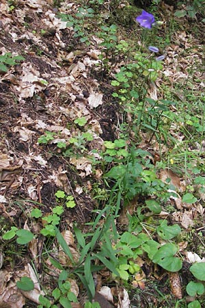 Campanula baumgartenii \ Lanzettblttrige Glockenblume / Lanceolate-Leafed Bellflower, D Annweiler 11.8.2011
