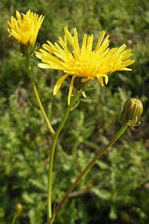 Crepis biennis \ Wiesen-Pippau / Rough Hawk's-Beard, D F Preungeshm 30.8.2011