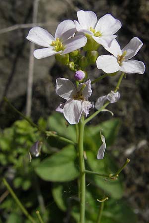 Arabidopsis arenosa subsp. borbasii \ Barbas' Sand-Schaumkresse, D Stolberg 30.4.2012