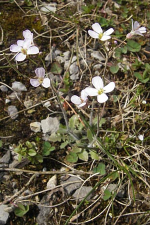 Arabidopsis arenosa subsp. borbasii \ Barbas' Sand-Schaumkresse, D Stolberg 30.4.2012