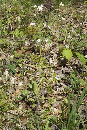 Arabidopsis arenosa subsp. borbasii \ Barbas' Sand-Schaumkresse, D Stolberg 30.4.2012