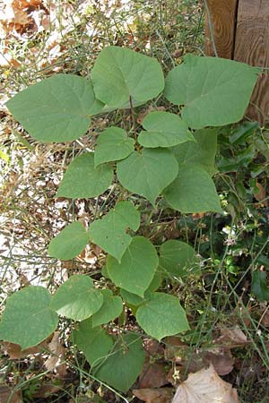 Catalpa bignonioides / Common Catalpa, Indian Bean Tree, D Mannheim 16.9.2012