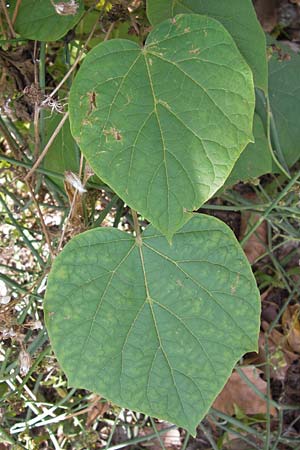 Catalpa bignonioides \ Gewhnlicher Trompetenbaum, Beamtenbaum / Common Catalpa, Indian Bean Tree, D Mannheim 16.9.2012