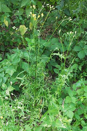 Crepis biennis \ Wiesen-Pippau, D Pfalz, Speyer 15.7.2013