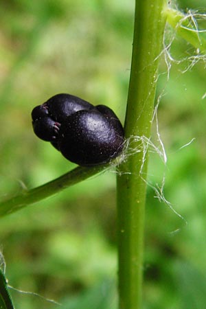 Cardamine bulbifera \ Knllchen-Zahnwurz, Zwiebel-Zahnwurz / Coral-Root Bitter-Cress, D Odenwald, Fischbachtal-Steinau 25.6.2014