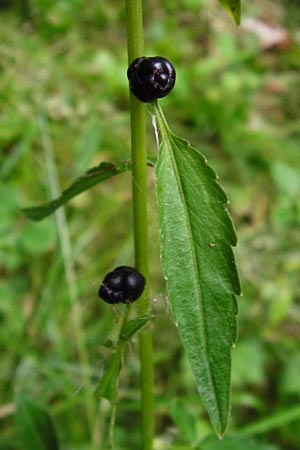 Cardamine bulbifera \ Knllchen-Zahnwurz, Zwiebel-Zahnwurz / Coral-Root Bitter-Cress, D Odenwald, Fischbachtal-Steinau 25.6.2014