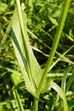 Crepis biennis \ Wiesen-Pippau, D Altrip 2.8.2014