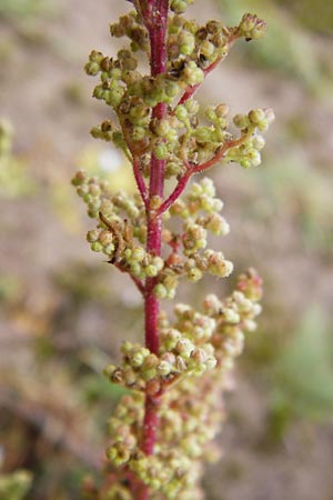 Dysphania botrys \ Klebriger Drsengnsefu / Sticky Goosefoot, Jerusalem Oak, D Schwetzingen 20.9.2014