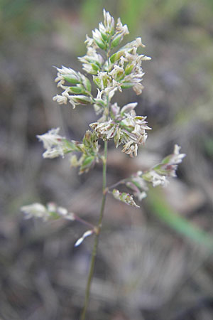 Poa bulbosa \ Knolliges Rispengras, D Sandhausen 2.5.2009