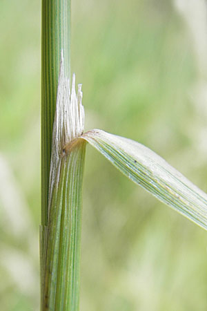 Calamagrostis epigejos \ Land-Reitgras / Wood Small Reed, D Ober-Roden 20.7.2009