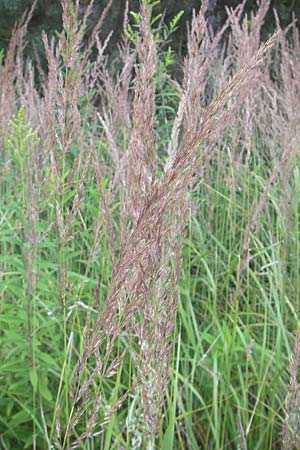 Calamagrostis epigejos \ Land-Reitgras / Wood Small Reed, D Ober-Roden 20.7.2009