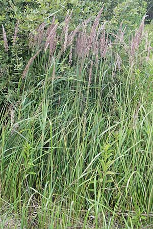Calamagrostis epigejos \ Land-Reitgras / Wood Small Reed, D Ober-Roden 20.7.2009