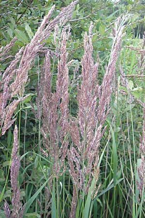 Calamagrostis epigejos \ Land-Reitgras / Wood Small Reed, D Ober-Roden 20.7.2009