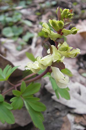 Corydalis cava / Hollow-Root, D Königstein-Falkenstein 3.4.2010