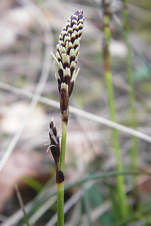 Carex ericetorum \ Heide-Segge / Heath Sedge, D Darmstadt 13.4.2010