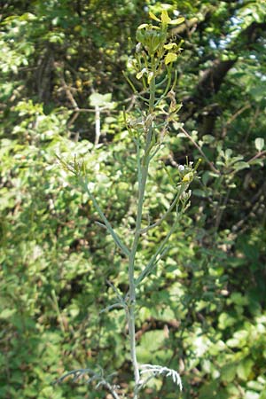 Coincya monensis subsp. cheiranthos \ Lacksenf / Wallflower Cabbage, D Idar-Oberstein 3.6.2011