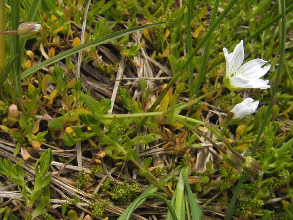 Cerastium cerastoides \ Dreigriffeliges Hornkraut / Starwort Mouse-Ear, D Oberstdorf 22.6.2011