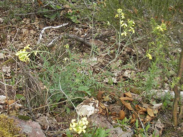 Coincya monensis subsp. cheiranthos \ Lacksenf / Wallflower Cabbage, D Idar-Oberstein 25.6.2011