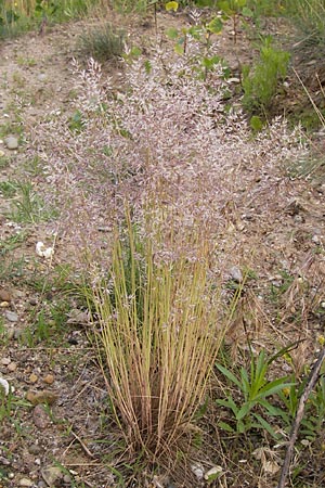 Corynephorus canescens \ Graues Silbergras / Grey Hair-Grass, D Mannheim 24.6.2013