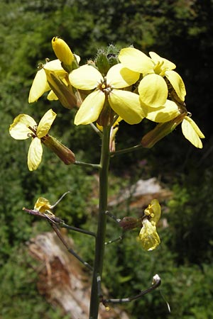 Coincya monensis subsp. cheiranthos \ Lacksenf / Wallflower Cabbage, D Schwarzwald/Black-Forest, Kaltenbronn 30.6.2013