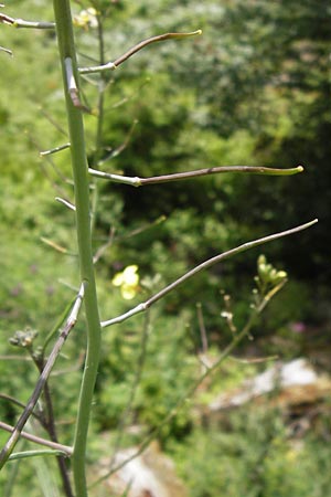 Coincya monensis subsp. cheiranthos \ Lacksenf / Wallflower Cabbage, D Schwarzwald/Black-Forest, Kaltenbronn 30.6.2013