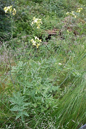 Coincya monensis subsp. cheiranthos \ Lacksenf / Wallflower Cabbage, D Schwarzwald/Black-Forest, Kaltenbronn 30.6.2013