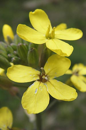 Coincya monensis subsp. cheiranthos \ Lacksenf / Wallflower Cabbage, D Schwarzwald/Black-Forest, Kaltenbronn 30.6.2013