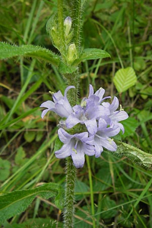 Campanula cervicaria \ Borstige Glockenblume, D Ortenberg 27.7.2013