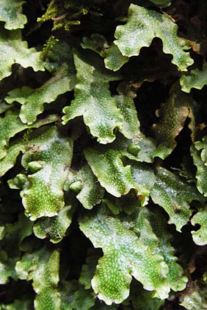 Conocephalum conicum \ Kegelkopf-Lebermoos / Scented Liverwort, D Thüringen, Eisenach 5.8.2013