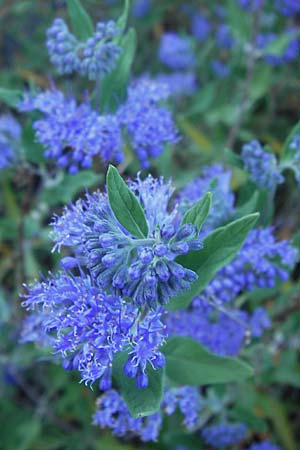 Caryopteris x clandonensis \ Clandon-Bartblume, D Mannheim 4.9.2013