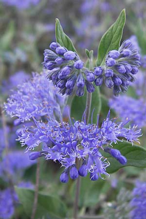 Caryopteris x clandonensis \ Clandon-Bartblume / Clandon Bluebeard, Blue Mist Spiraea, D Mannheim 4.9.2013