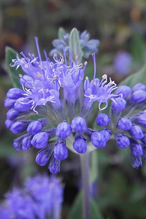 Caryopteris x clandonensis \ Clandon-Bartblume, D Mannheim 4.9.2013