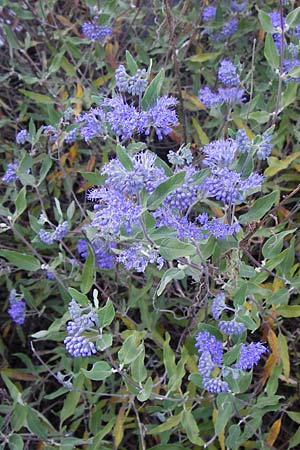 Caryopteris x clandonensis \ Clandon-Bartblume / Clandon Bluebeard, Blue Mist Spiraea, D Mannheim 4.9.2013