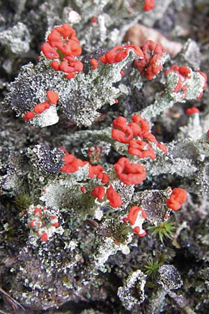 Cladonia coccifera \ Rotfrchtige Becher-Flechte / Red Pixie Cup, D Wetter 7.9.2013