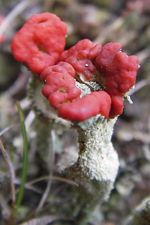 Cladonia coccifera \ Rotfrchtige Becher-Flechte / Red Pixie Cup, D Wetter 7.9.2013