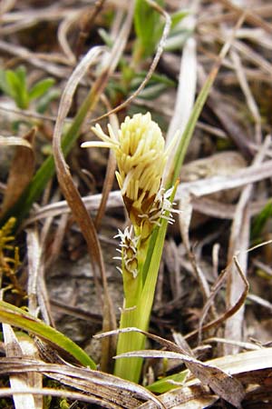 Carex caryophyllea \ Frhlings-Segge, D Eching 31.3.2014