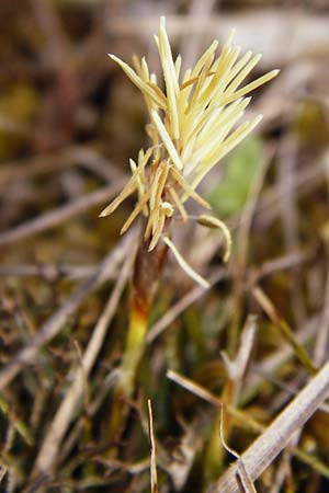 Carex caryophyllea \ Frhlings-Segge / Spring Sedge, D Eching 31.3.2014