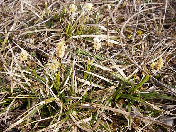 Carex caryophyllea \ Frhlings-Segge, D Eching 31.3.2014