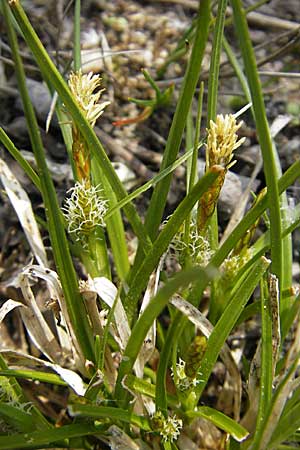 Carex viridula \ Spte Gelb-Segge / Little Green Sedge, Small-Fruited Yellow Sedge, D Germersheim-Lingenfeld 1.5.2009