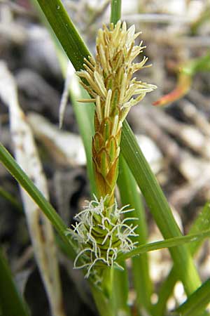 Carex viridula \ Spte Gelb-Segge, D Germersheim-Lingenfeld 1.5.2009