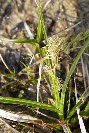 Carex viridula \ Spte Gelb-Segge / Little Green Sedge, Small-Fruited Yellow Sedge, D Germersheim-Lingenfeld 1.5.2009