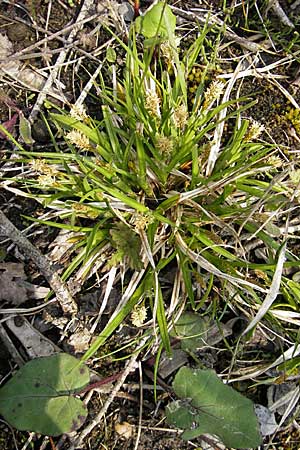 Carex viridula \ Spte Gelb-Segge / Little Green Sedge, Small-Fruited Yellow Sedge, D Germersheim-Lingenfeld 1.5.2009