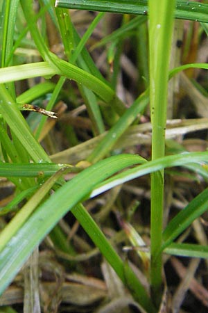 Carex polyphylla \ Unterbrochenhrige Segge / Berkeley Sedge, Grassland Sedge, D Lampertheim 3.5.2009