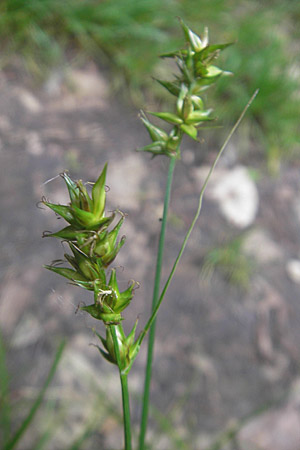 Carex spicata \ Stachel-Segge, Korkfrchtige Segge, D Lampertheim 16.5.2009
