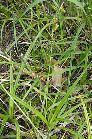 Carex lepidocarpa \ Schuppenfrüchtige Gelb-Segge, D Bad Dürkheim 19.7.2009