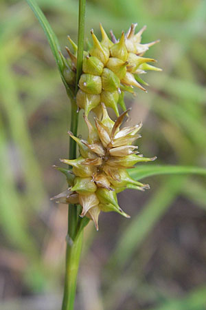Carex lepidocarpa \ Schuppenfrüchtige Gelb-Segge, D Bad Dürkheim 19.7.2009