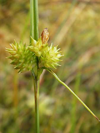 Carex viridula \ Spte Gelb-Segge / Little Green Sedge, Small-Fruited Yellow Sedge, D Dinkelsbühl 9.10.2009